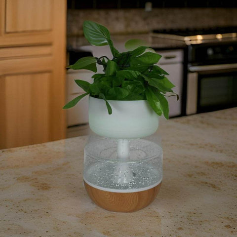 Rain Cloud Plant Humidifier (Plant Excluded)